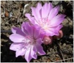 Bitterroot Flower